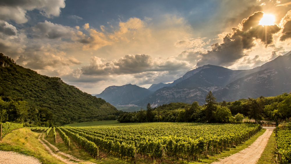 Ferrari Trento Vineyards